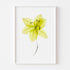Multi-coloured Blooms Art Print Set